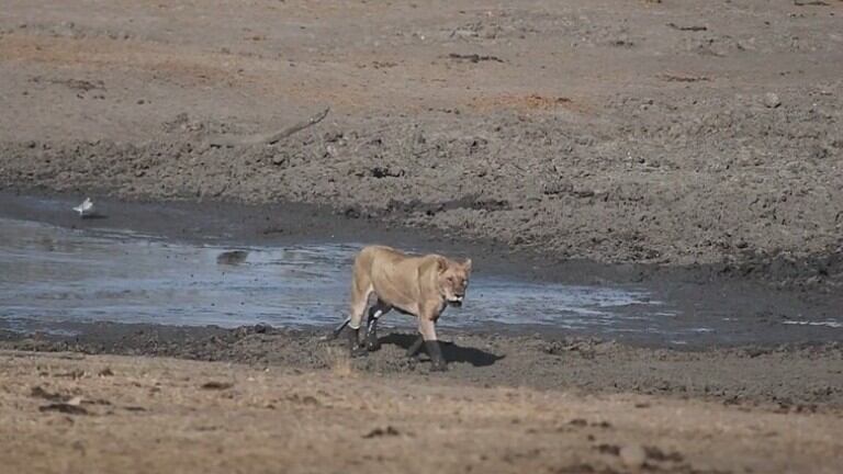Un fotógrafo captó a una leona que parecía una auténtica gata con botas después de caminar por aguas fangosas