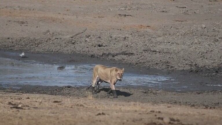 Un fotógrafo captó a una leona que parecía una auténtica gata con botas después de caminar por aguas fangosas