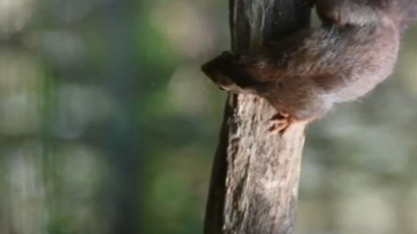 Un fotógrafo captó el estupor de una ardilla al ver su imagen reflejada en el agua