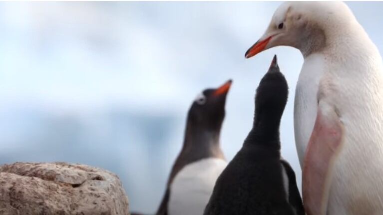 Un fotógrafo captura en imágenes a un extraño pingüino papúa de color blanco en la Antártida