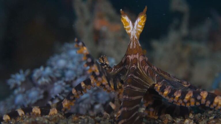 Un fotógrafo captura en imágenes a una extraña criatura conocida como Wunderpus