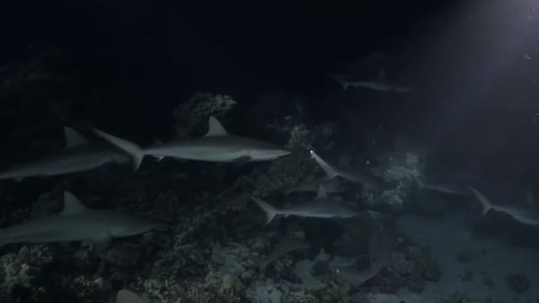 Un fotógrafo captura imágenes nocturnas de tiburones cazando en grupo
