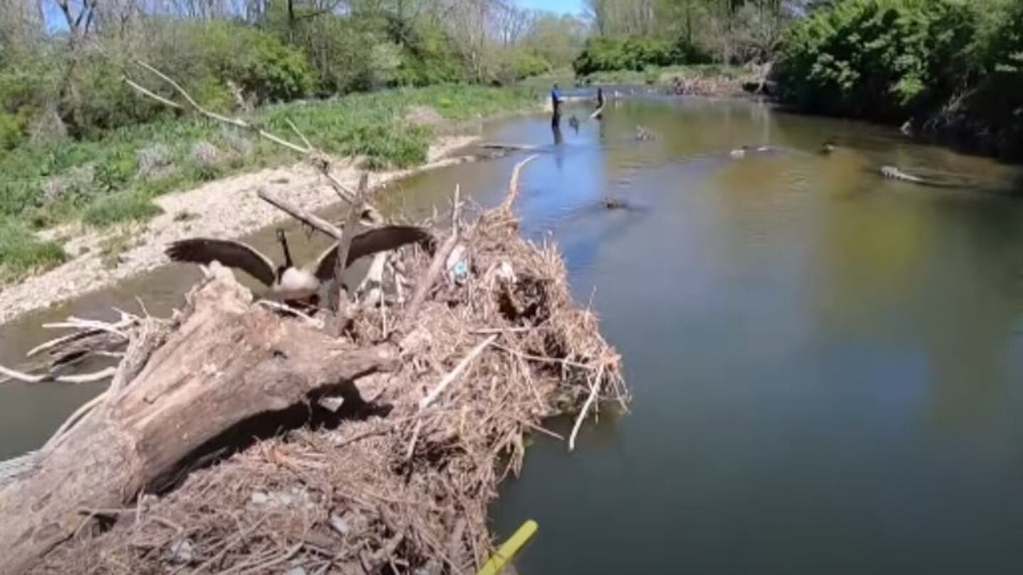 Un ganso sale de su nido y expande las alas asustando a un pescador que casi pisa su hogar