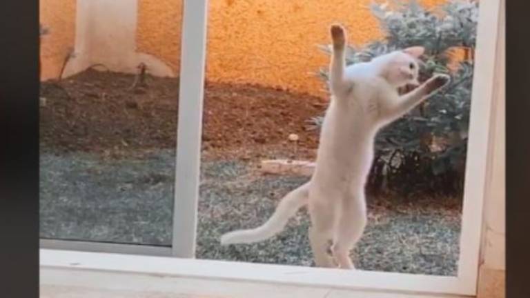 Un gato abrió una puerta con sus patas y el video se viralizó en las redes