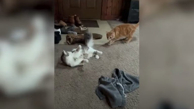 Un gato ciego se dio un ligero golpe mientras jugaba con otro gato