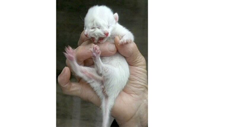 Un gato con dos caras
