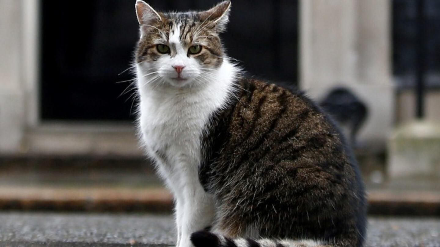 Un gato doméstico: el primer animal que da positivo de Covid-19 en el Reino Unido. Foto: Reuter.