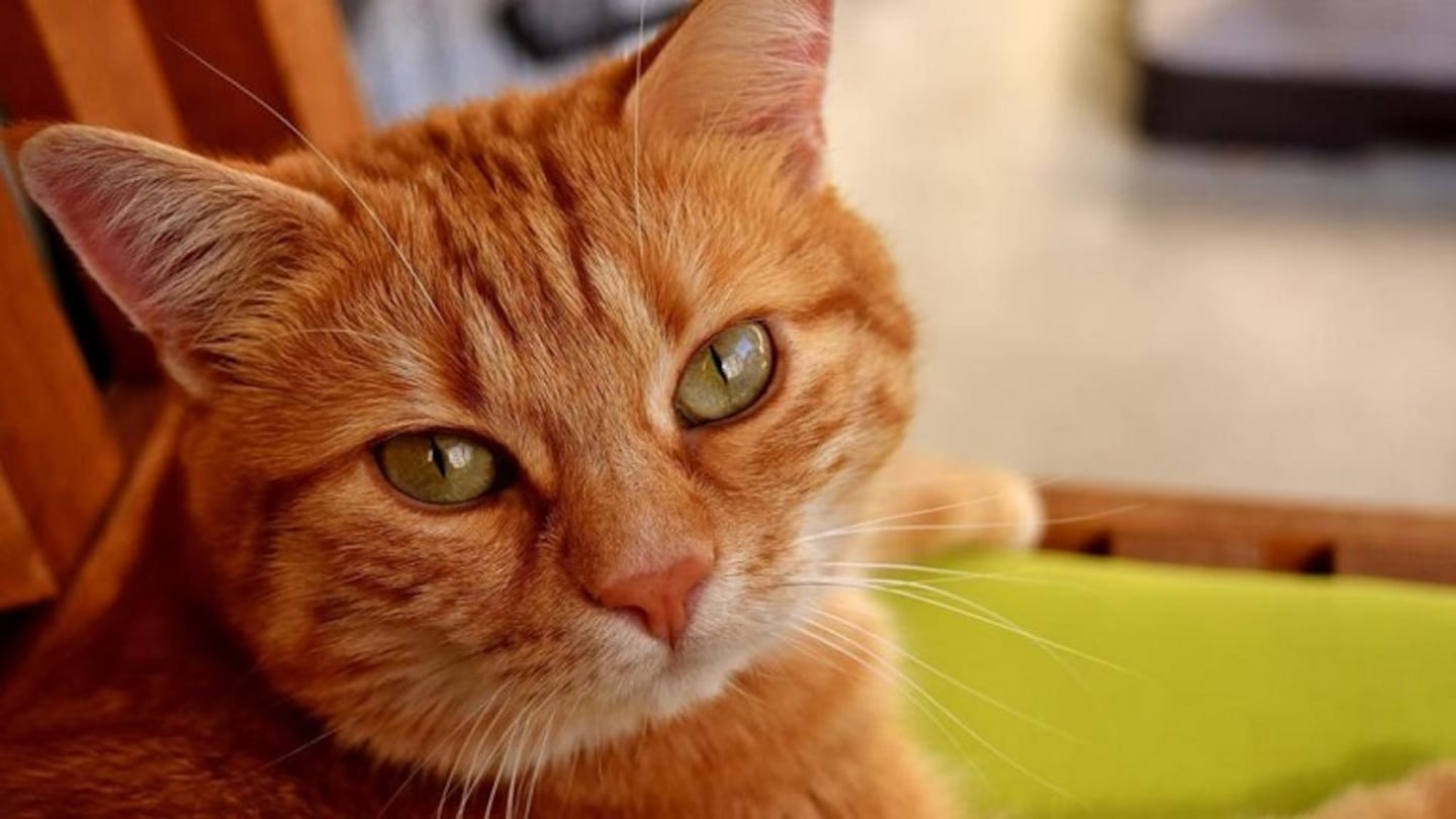 Un gato heredó la fortuna en euros que tenía su dueña
