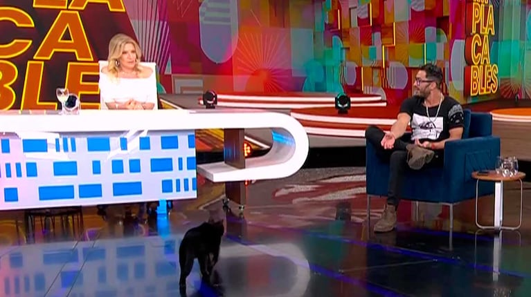 Un gato irrumpió en Implacables y horrorizó a Susana Roccasalvo, que les tiene fobia (Foto: captura El Nueve)