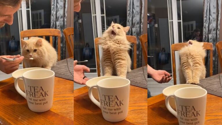 Un gato prueba por primera vez helado y su reacción se viraliza en las redes.