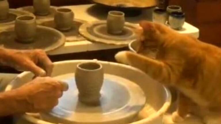 Un gato recrea escena de un clásico de Hollywood