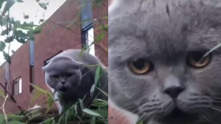 Un gato se escapa de casa, se queda atrapado en una valla, y comienza a emitir extraños sonidos