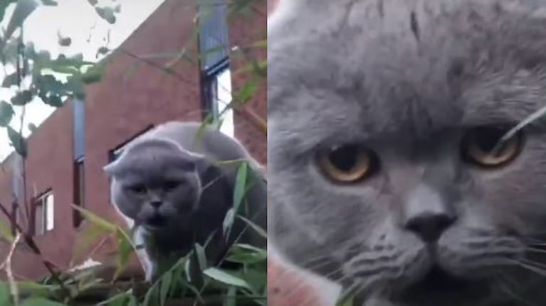 Un gato se escapa de casa, se queda atrapado en una valla, y comienza a emitir extraños sonidos