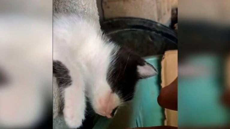 Un gato se hizo pasar por muerto y le da tremendo susto a su dueño