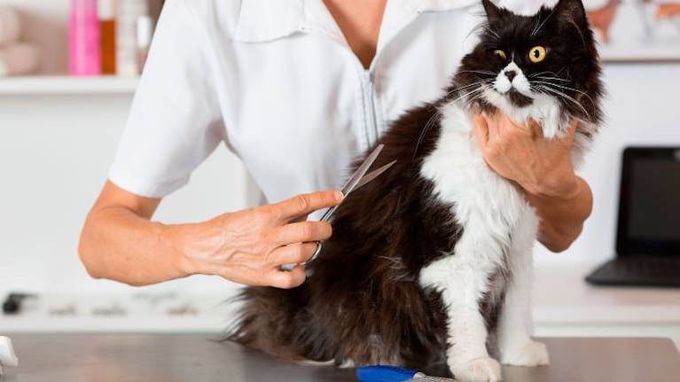Un gato se vuelve meme por su singular corte de pelo