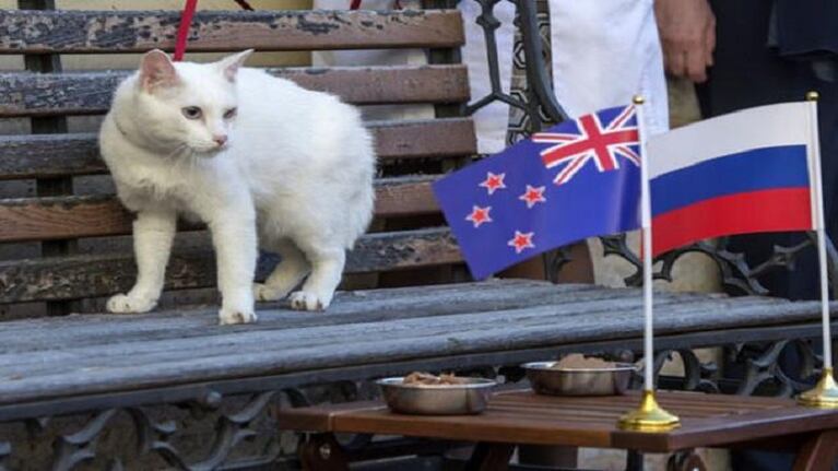 Un gato será el encargado de predecir los resultados de Rusia 2018