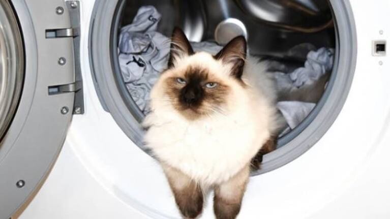 Un gato sobrevivió tras pasar 12 minutos dentro de un lavarropas en marcha