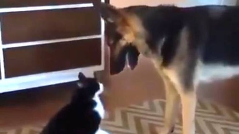Un gato y un perro pelean y el final es genial