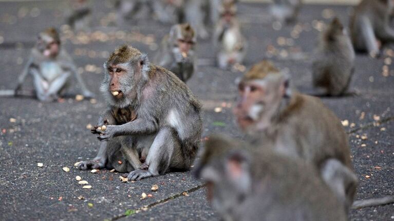 Un gen de monos y ratones interfiere con el VIH y el ébola. Foto: AP.