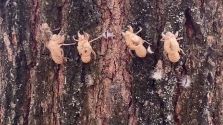 Un gran número de exoesqueletos de cigarra pegados a un árbol llamó la atención de un transeúnte en un parque de Italia