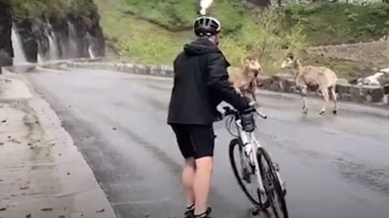 Un grupo de ciclistas se encuentra con una pelea entre enormes borregos cimarrones