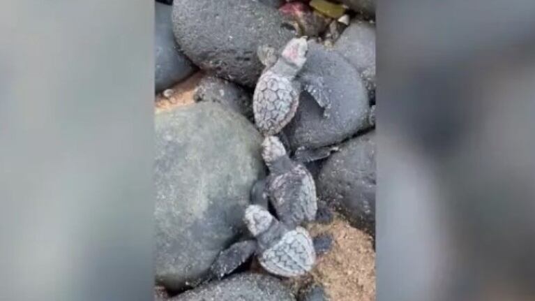 Un grupo de crías de tortuga da sus primeros pasos hacia el mar
