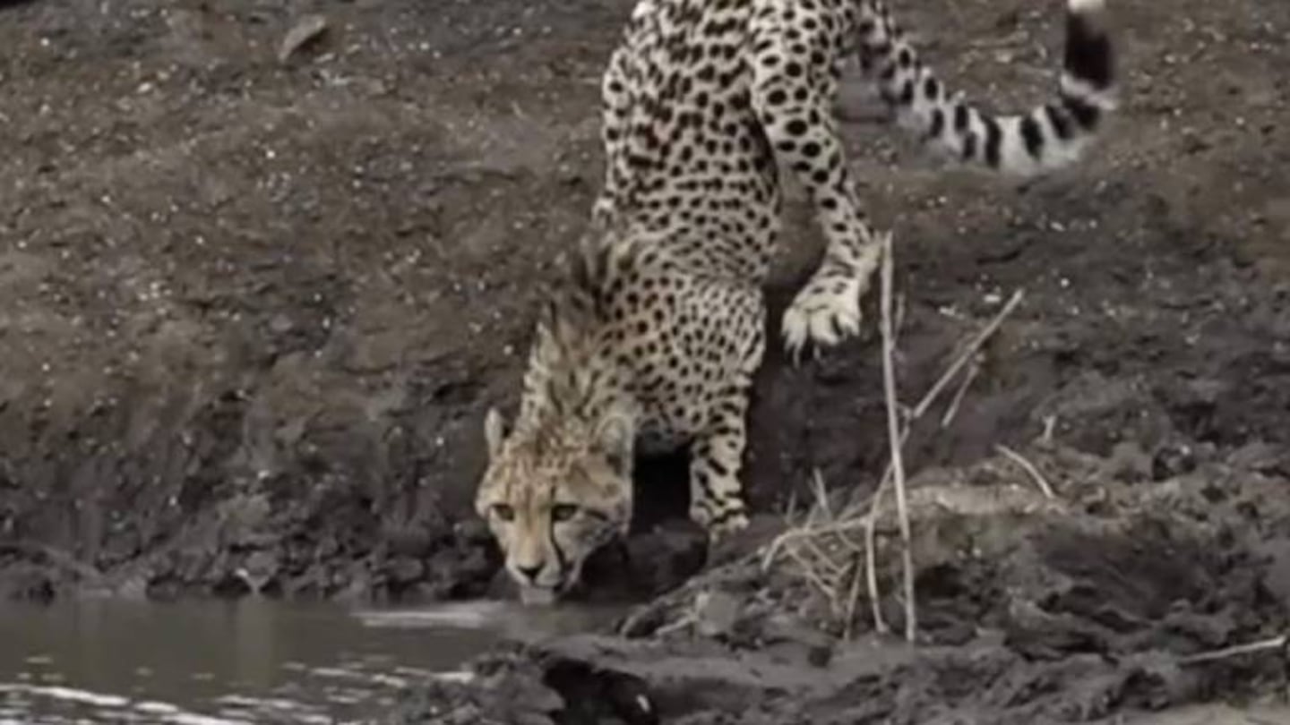 Un guepardo intentó saciar su sed en una laguna y terminó devorado por un cocodrilo