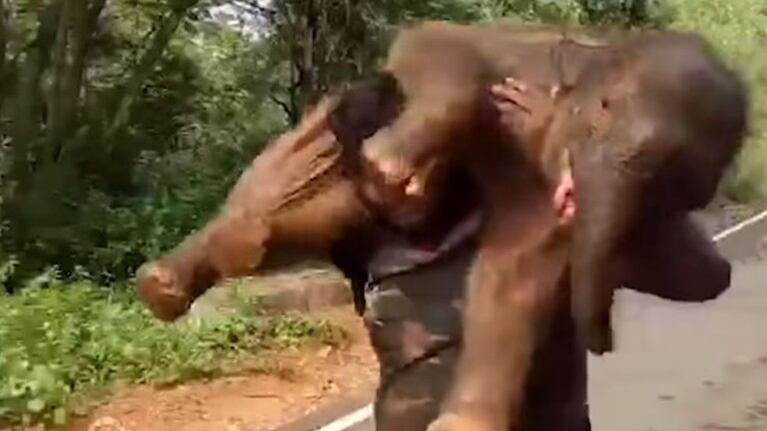 Un hombre carga a cuestas con una cría de elefante para devolvérsela a su madre