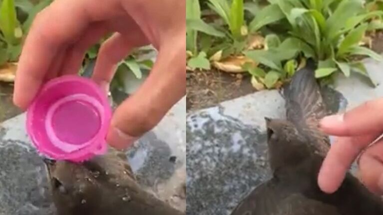 Un hombre de buen corazón rescata a un pajaro malherido en un paso de peatones de una calle de Rusia