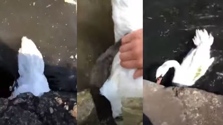 Un hombre logra liberar a un cisne que encontró atascado en el desagüe de un lago