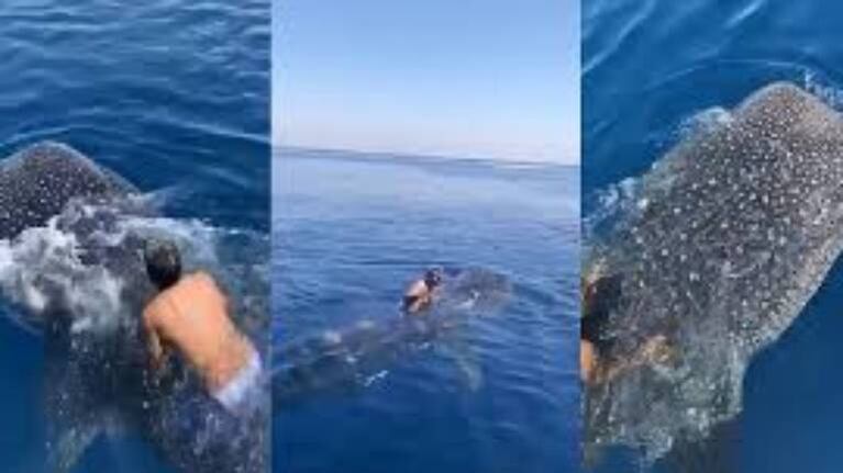 Un hombre salta sobre tiburón ballena y lo monta como jinete