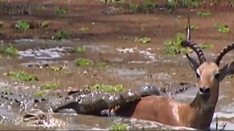 Un impala logra escapar victorioso de las fauces de dos cocodrilos