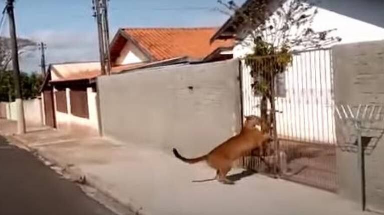 Un jaguar invade barrio de Sao Paulo y aterroriza a los vecinos