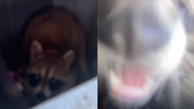 Un mapache atrapado en una papelera salta a la cámara que lo está grabando