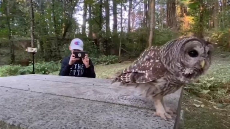 Un niño de 13 años captura su increíble encuentro con un búho en un bosque