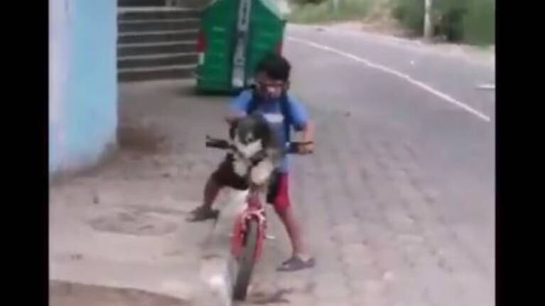 Un niño le puso barbijo a su perro para protegerlo y conmovió a todos