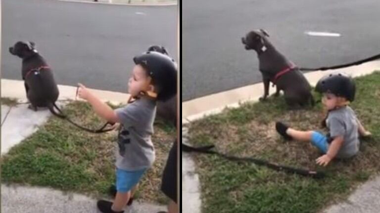 Un niño se sienta, cada vez que sus padres les ordenan a los perros que lo hagan