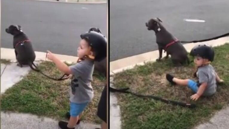 Un niño se sienta, cada vez que sus padres les ordenan a los perros que lo hagan
