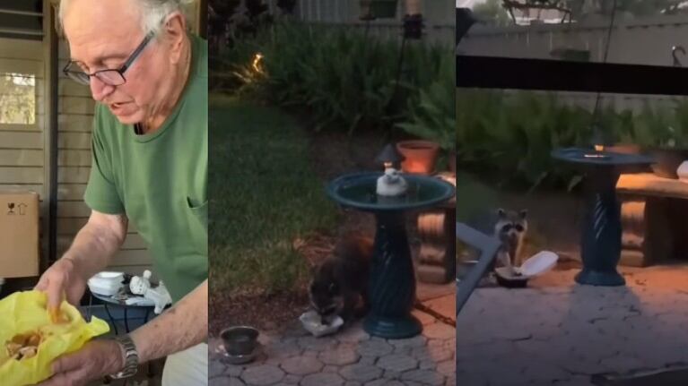 Un octogenario da de comer a un mapache salvaje que se cuela en su jardín cada noche