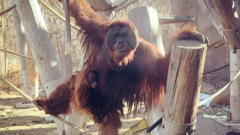 Un orangután macho se hace cargo de su cría tras la muerte de su madre en un gesto poco común en la naturaleza
