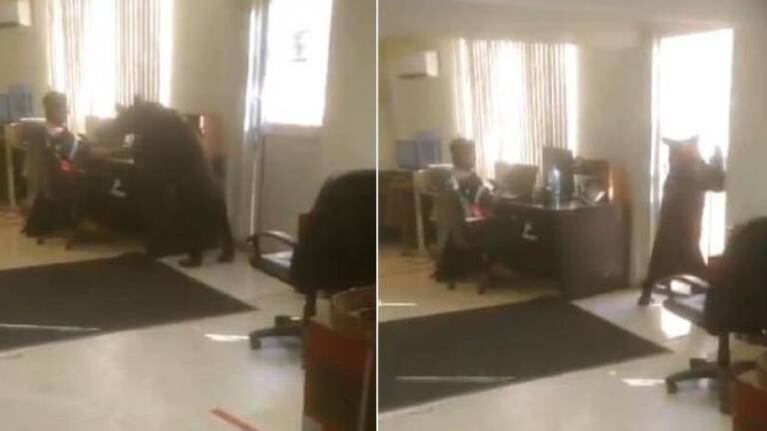 Un oso negro entra a una oficina y olfatea a un empleado