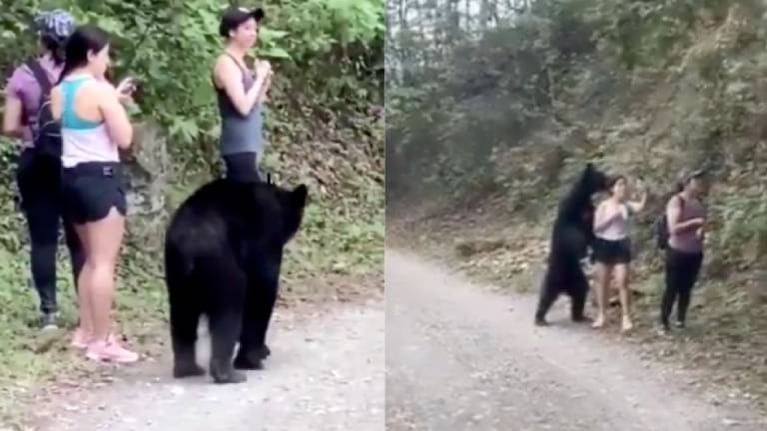 Un oso se acerca a una mujer y ella aprovecha para hacerse una selfie