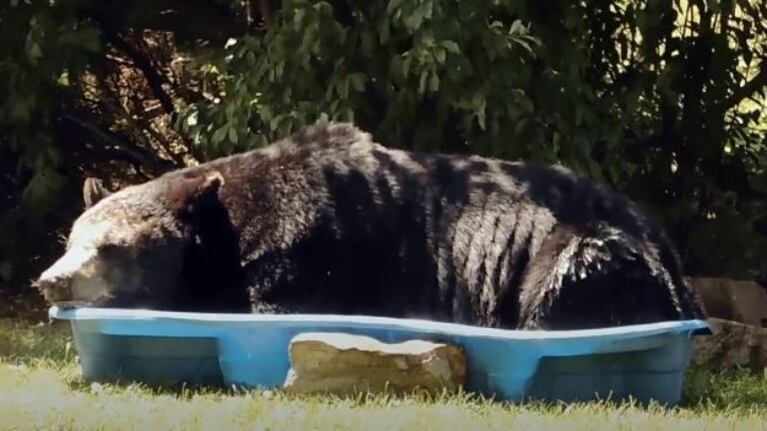 Un oso se metió en una casa, y se durmió dentro de la pileta de una familia