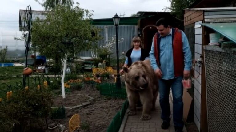 Un oso sentado en un sofá viendo la tele es lo más normal en casa de esta familia rusa