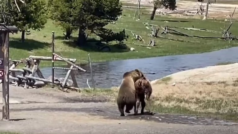 Un oso y un bisonte pelean a muerte en el parque de Yellowstone ante la mirada de algunos visitantes
