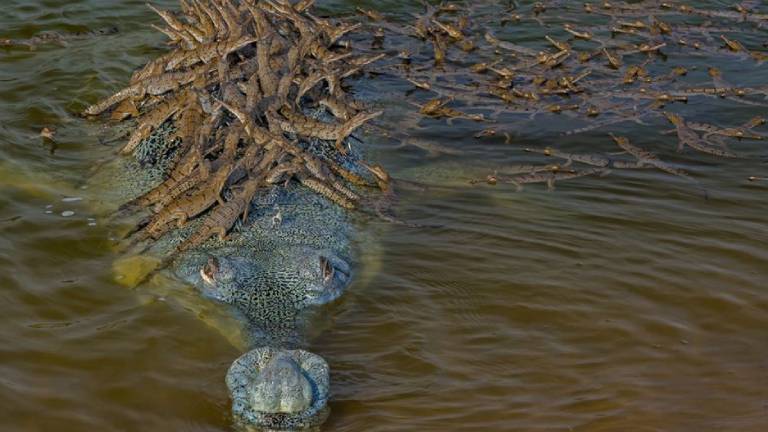 Un papá cocodrilo lleva a más de 100 crías sobre su cuerpo: su historia