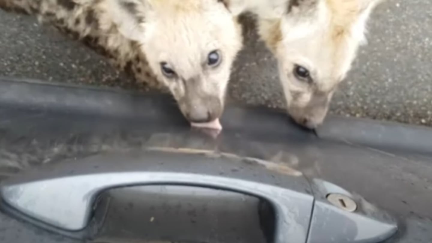 Un par de curiosos cachorros de hiena interactúan con un coche en un safari en Sudáfrica