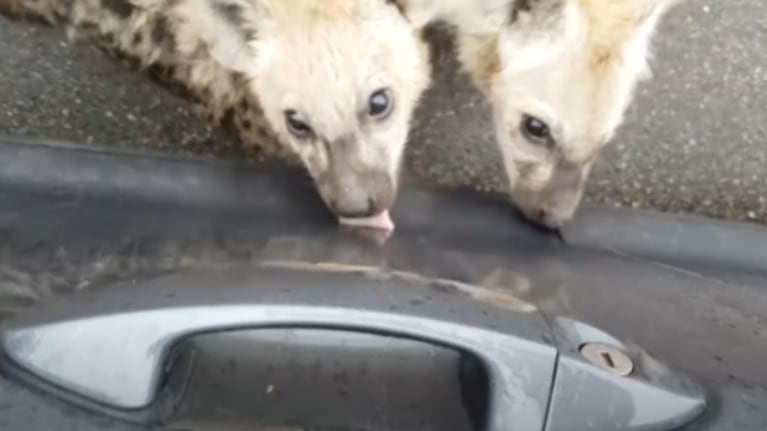Un par de curiosos cachorros de hiena interactúan con un coche en un safari en Sudáfrica
