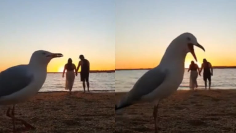 Un par de gaviotas entrometidas arruinan el romanticismo de esta pareja durante su paseo por la playa al atardecer