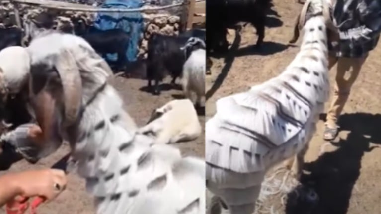 Un pastor de un pueblo de Turquía se hace famoso por realizar asombrosos cortes de pelo a sus cabras